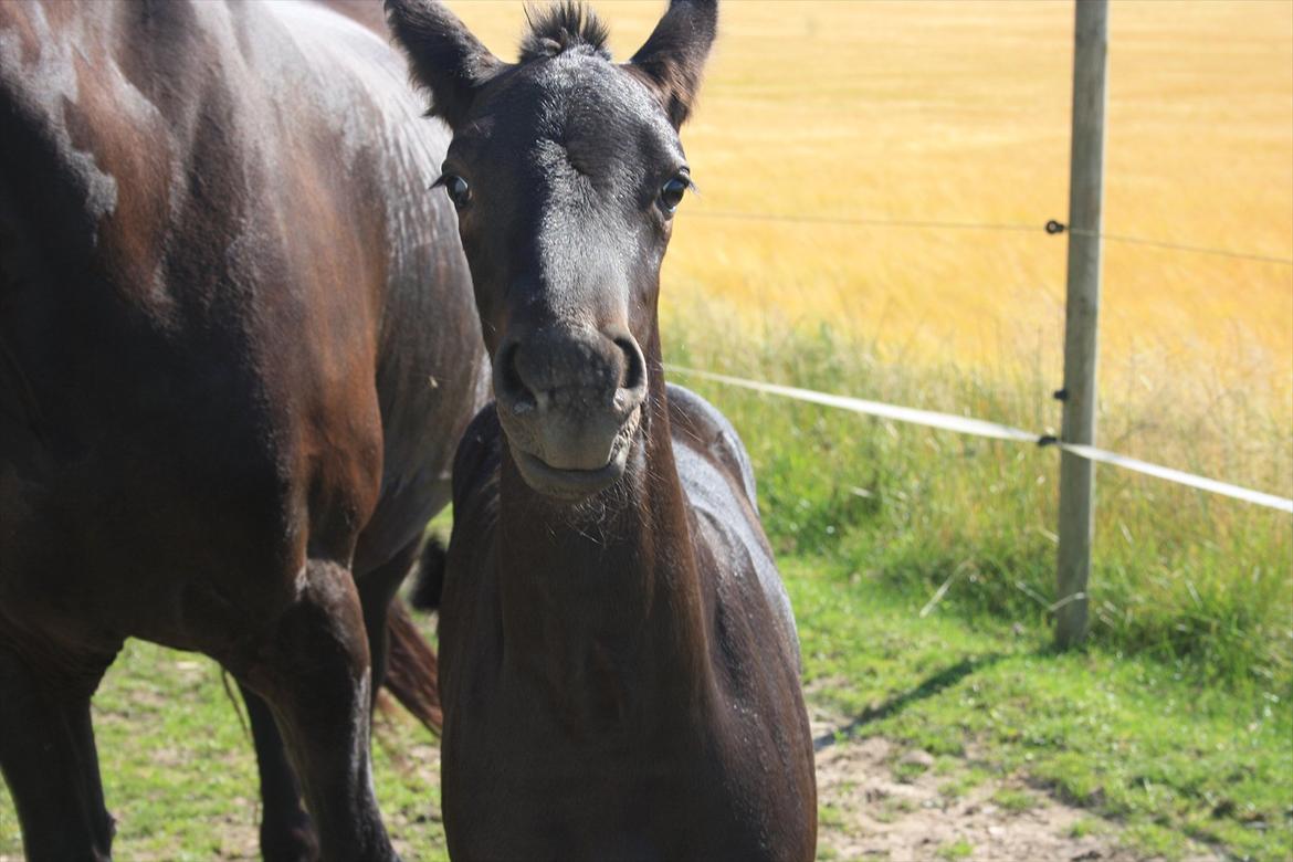 Frieser Vojenslunds Joyce (SOLGT) billede 9