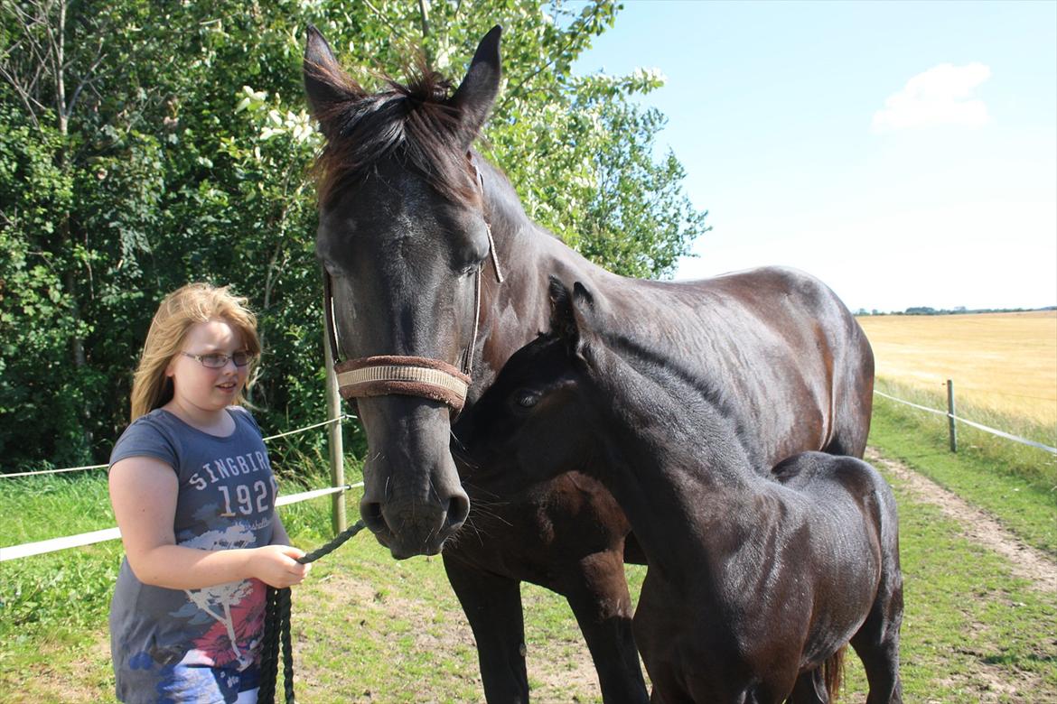 Frieser Vojenslunds Joyce (SOLGT) billede 10