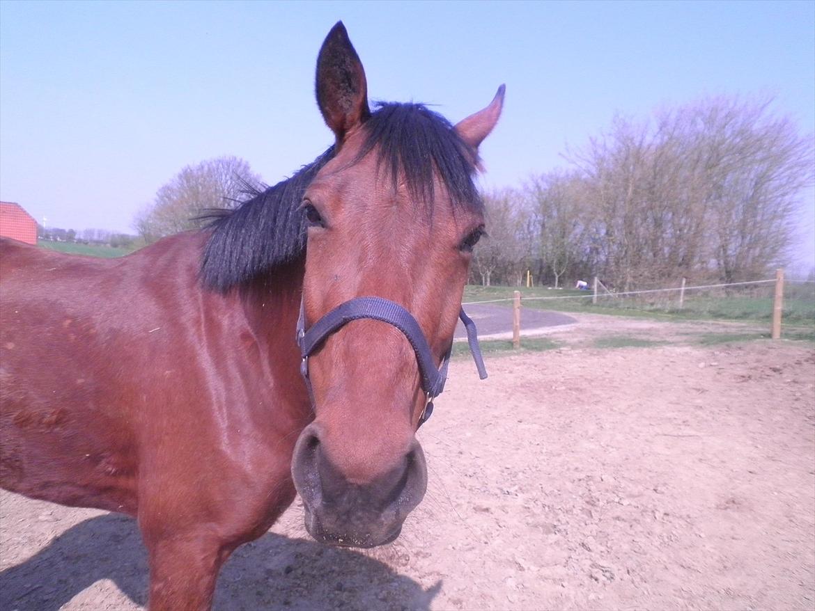 Pinto Moonstar - Mmm marken:D billede 4