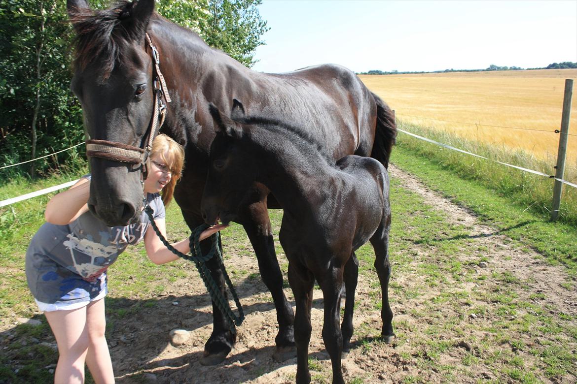 Frieser Vojenslunds Joyce (SOLGT) billede 11