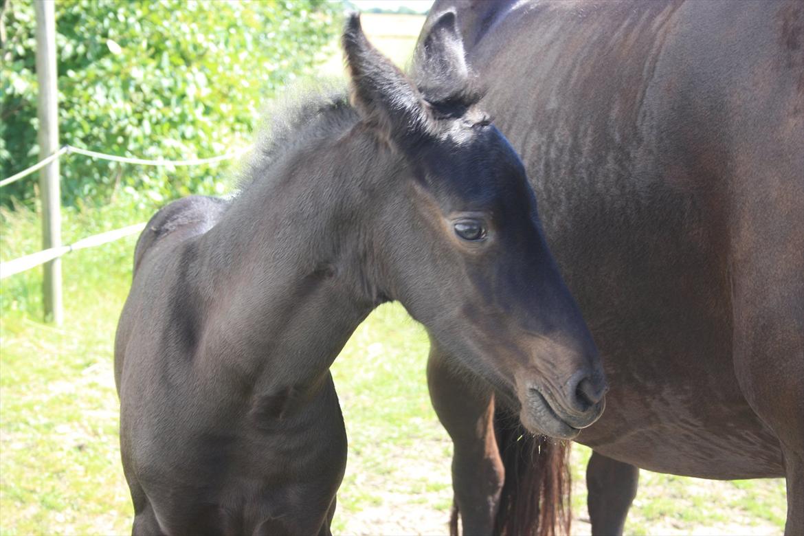 Frieser Vojenslunds Joyce (SOLGT) billede 12