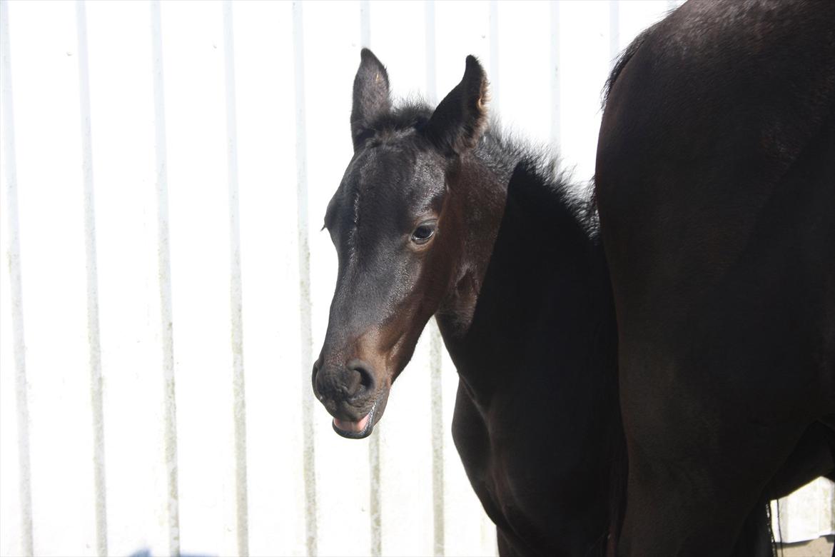 Frieser Vojenslunds Joyce (SOLGT) billede 13