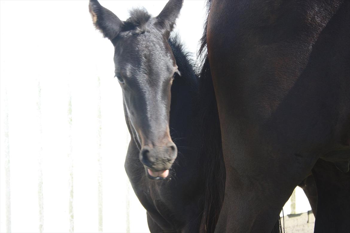 Frieser Vojenslunds Joyce (SOLGT) billede 14