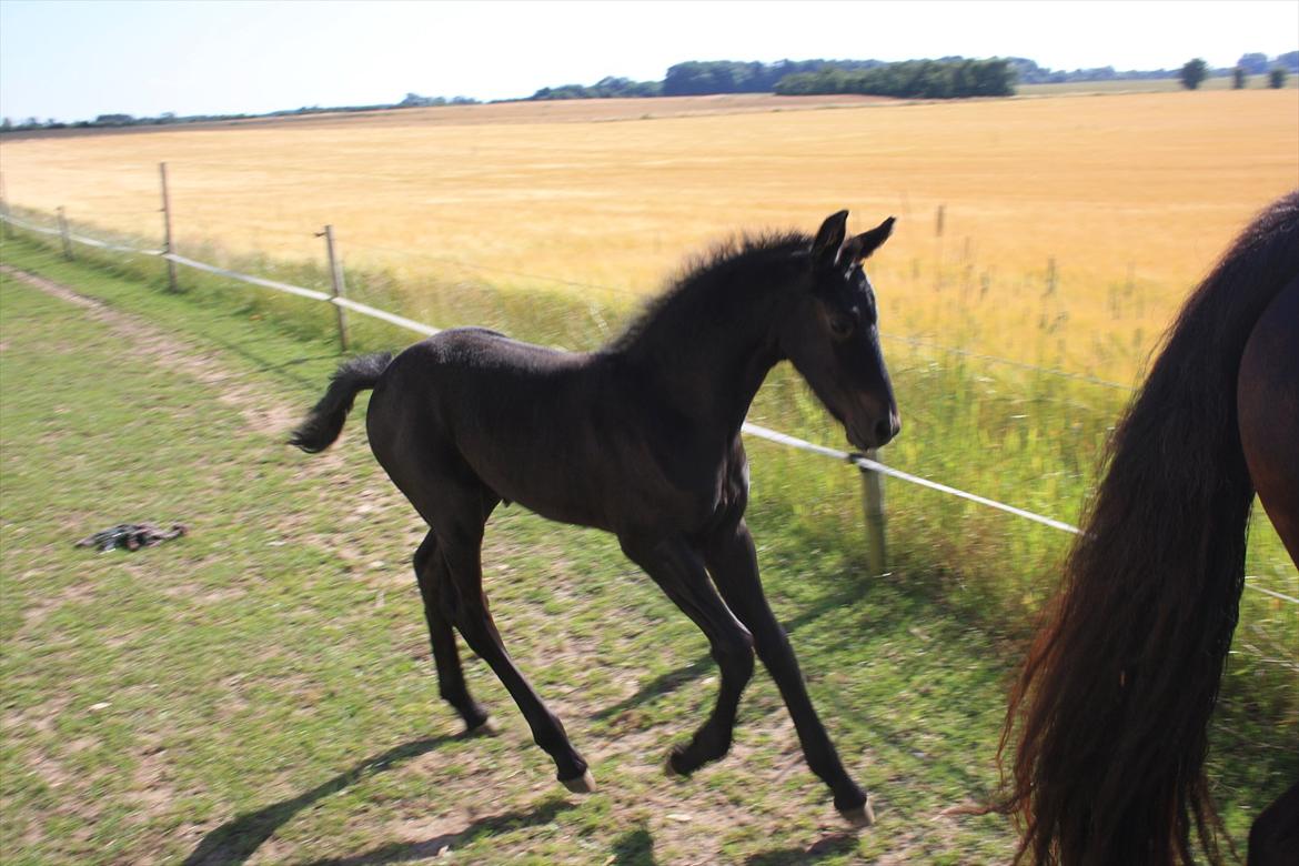 Frieser Vojenslunds Joyce (SOLGT) billede 18