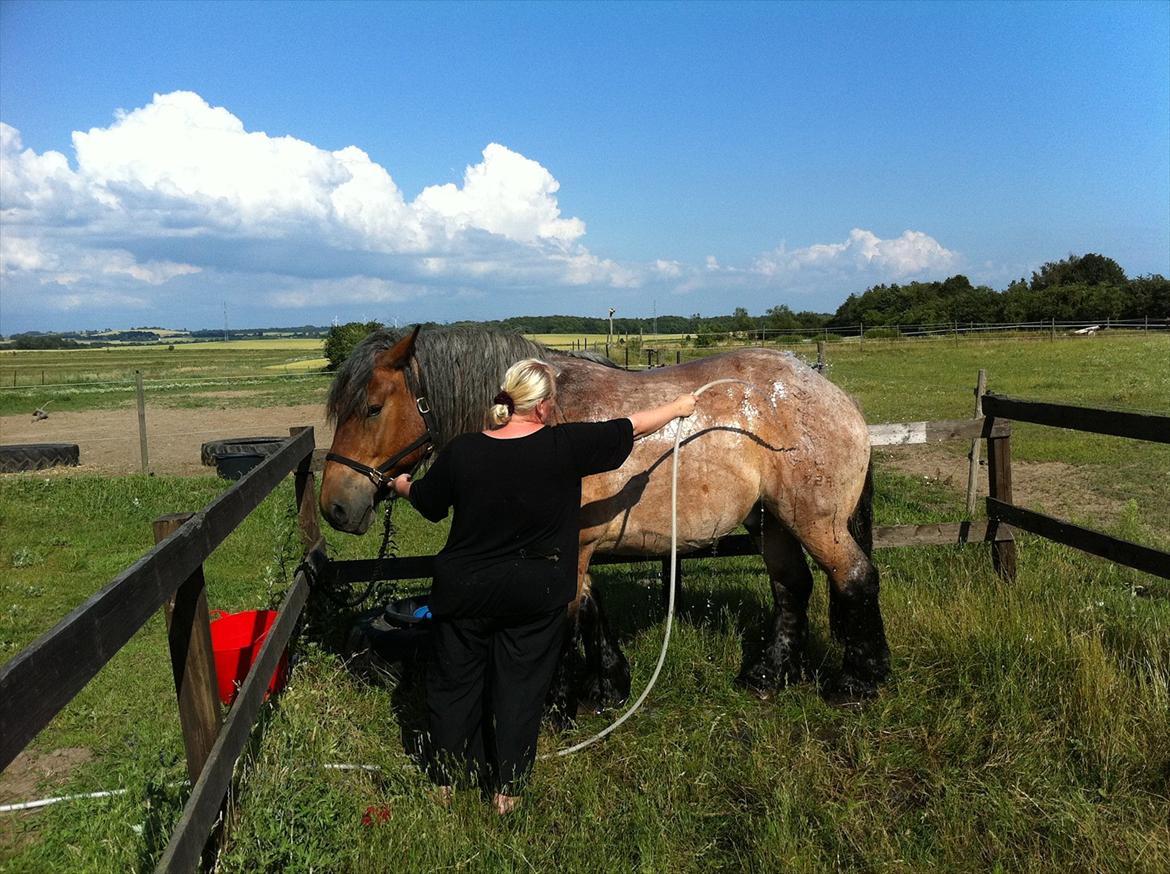 Belgier Odin(Nils Tjer-Rildmoseg) - Dejligt med en kølig vandslange:-) billede 12
