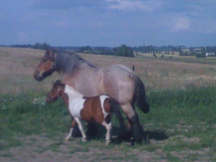 Belgier Odin(Nils Tjer-Rildmoseg) - Odin & Mickey billede 15