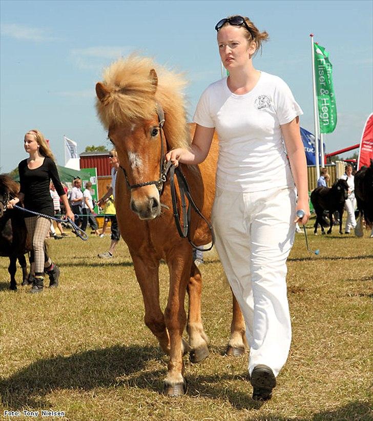 Islænder Baldur - If you can dream it - you can do it!<3 billede 18