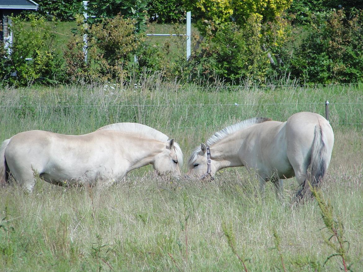Fjordhest Ellemose's Kahlúa billede 18