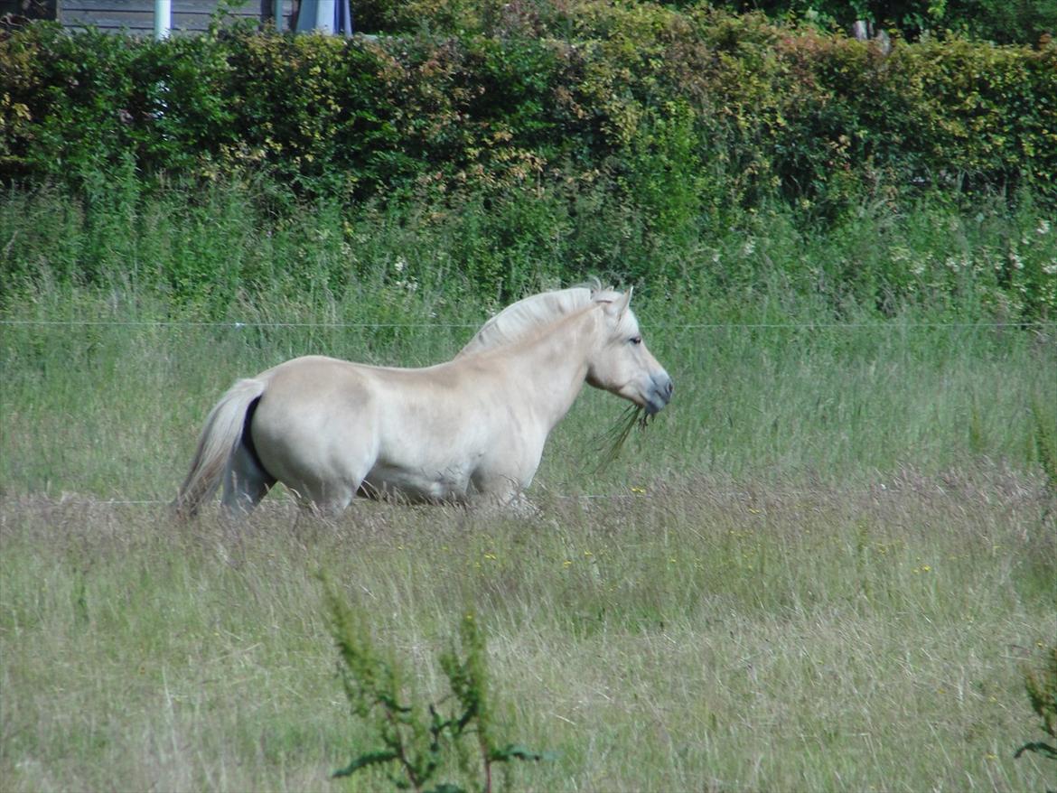 Fjordhest Ellemose's Kahlúa billede 19