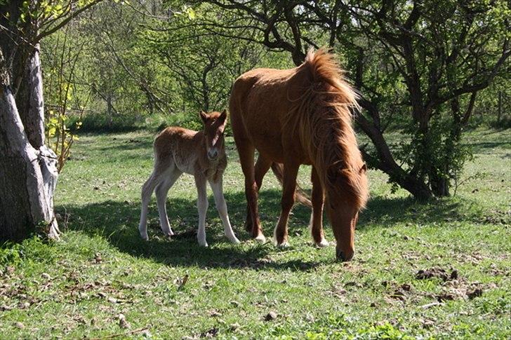 Islænder Eldfaxi fra Nørhå - Lille Eldfaxi på hans første levedag.  billede 5