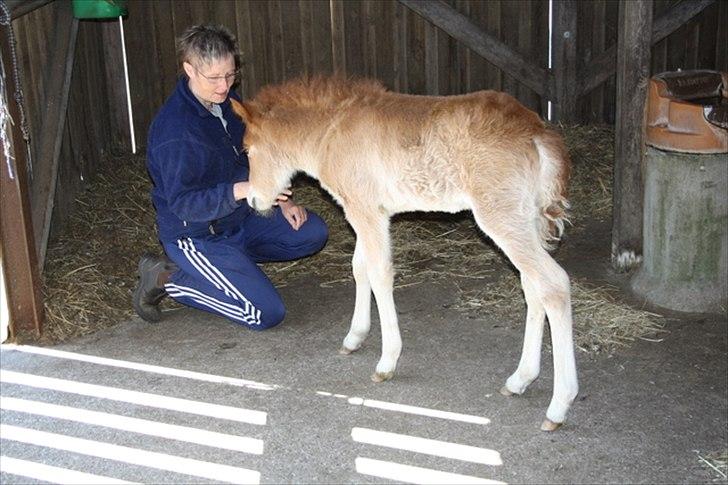 Islænder Eldfaxi fra Nørhå - Nysgerrig og imødekommende lige fra starten. Mens mor spiser, kan man lige hilse på et af sine mennesker.  billede 1