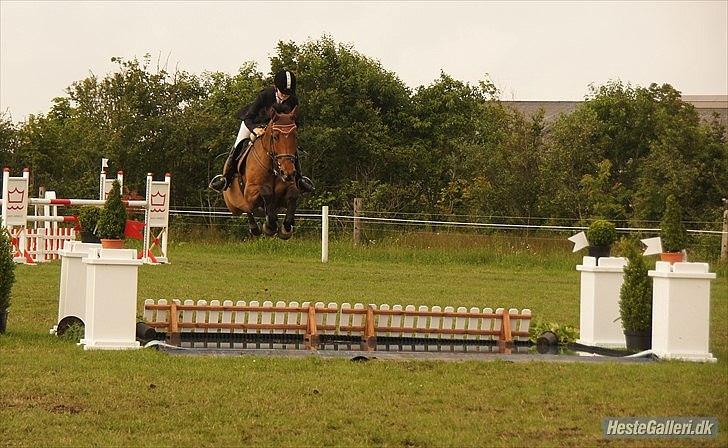 Hollandsk Varmblod Troy-T - Der var en tid hvor jeg var ved at opgive alt vi havde.. Nu springer vi vand, det som du er allermest bange for.. billede 7