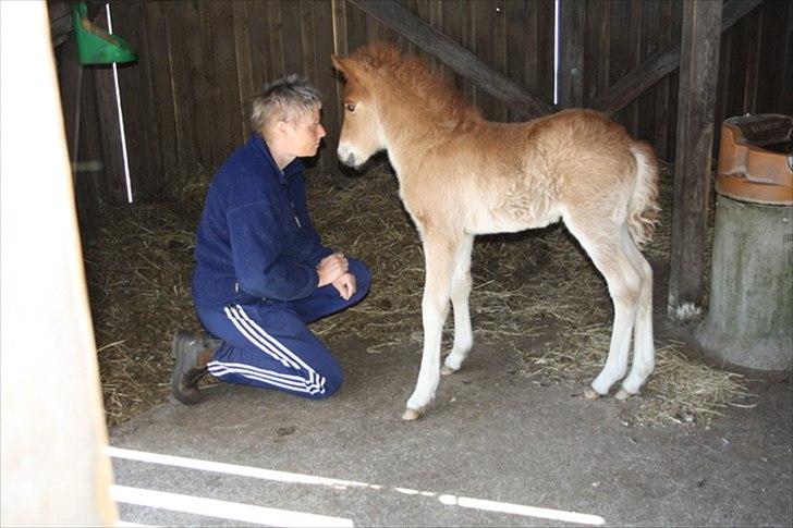 Islænder Eldfaxi fra Nørhå - Jeg ved ikke rigtig, om jeg tør komme helt hen.... billede 2