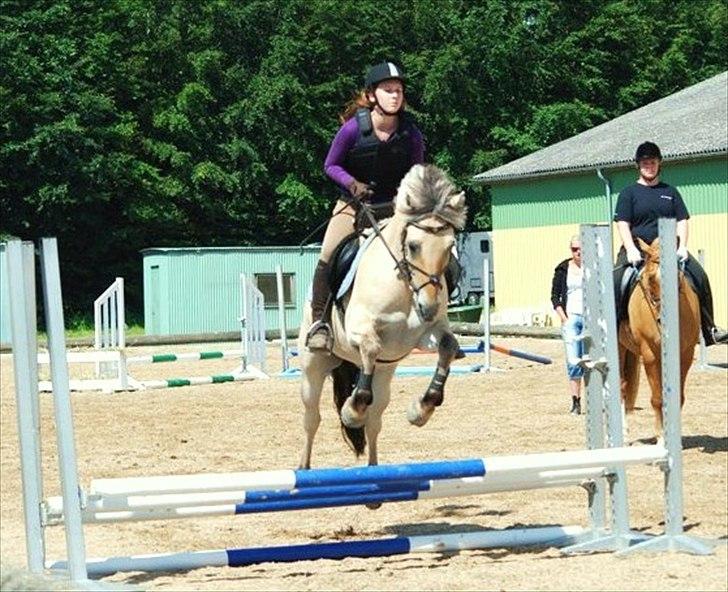 Fjordhest Lady - LadyDyret<3 ;b - 15) Til spring træning. billede 15