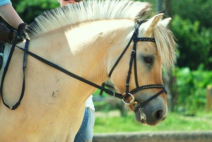 Fjordhest Lady - LadyDyret<3 ;b - 16) Den skønne! billede 16