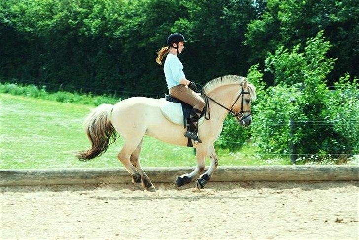 Fjordhest Lady - LadyDyret<3 ;b - 18)  billede 18