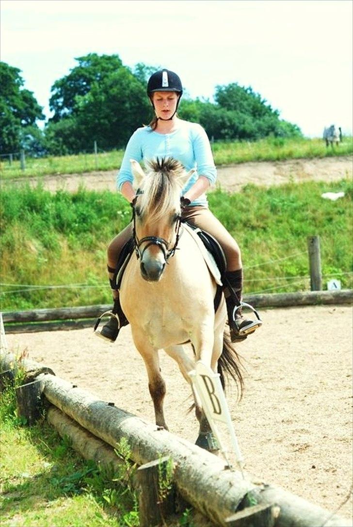 Fjordhest Lady - LadyDyret<3 ;b - 20) Lidt dressur træning! (Et meget alvorligt ansigt udtryk) billede 20