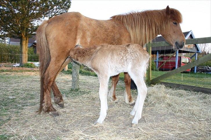Islænder Eldfaxi fra Nørhå - Den første tår mælk. billede 3