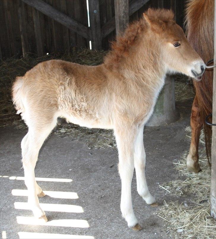 Islænder Eldfaxi fra Nørhå - Er jeg ikke bare født som en flot fyr.  billede 4