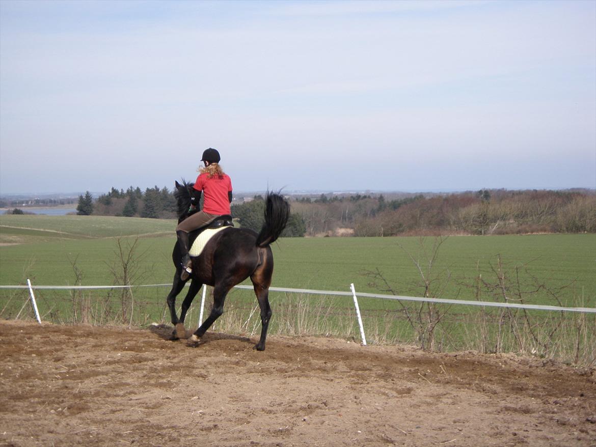 Oldenborg Rosita - #12 billede 12