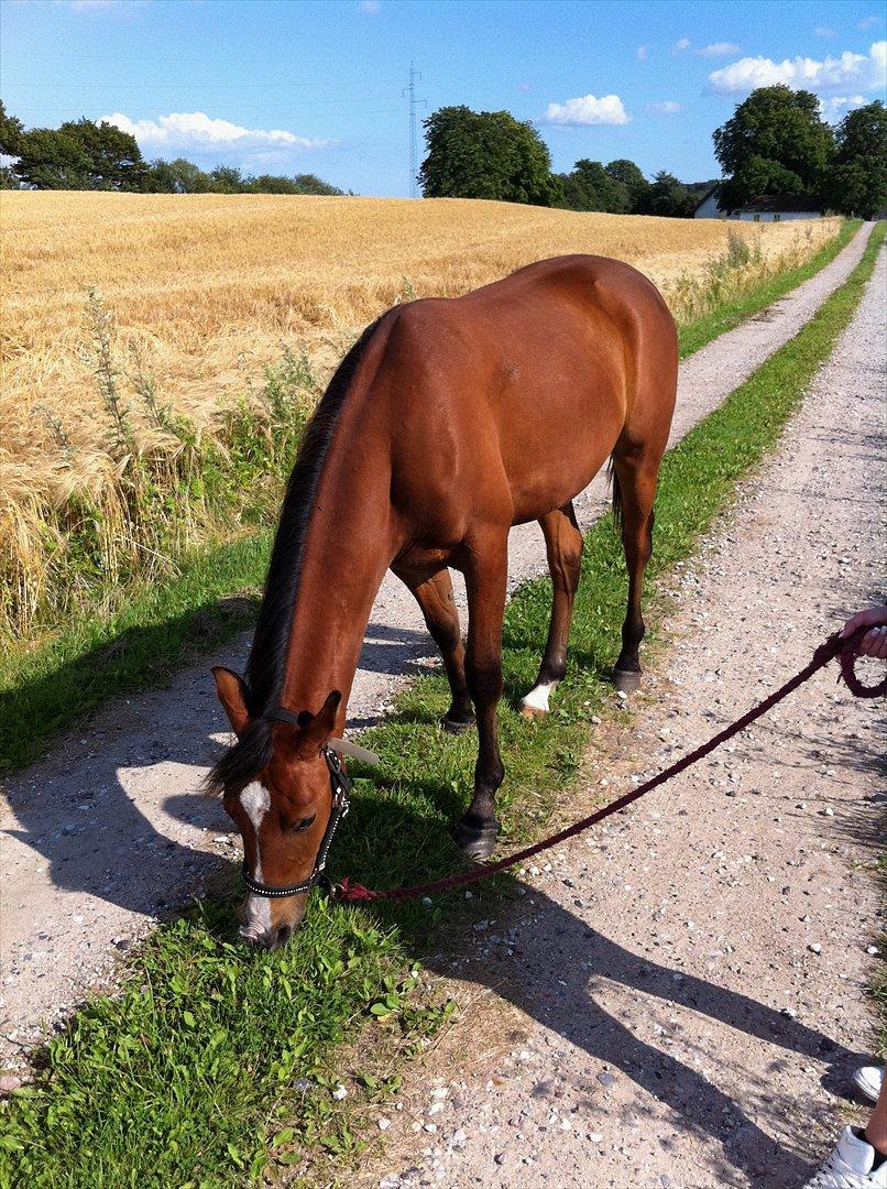 Anden særlig race Ahmad (Ferrari) billede 10