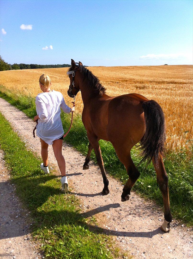 Anden særlig race Ahmad (Ferrari) - ud på en lille løbe tur :) billede 11