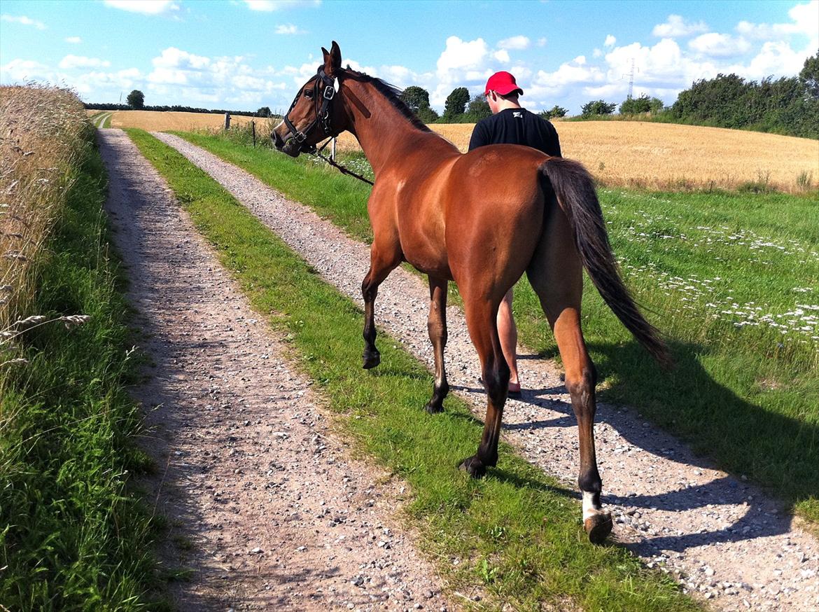 Anden særlig race Ahmad (Ferrari) billede 9