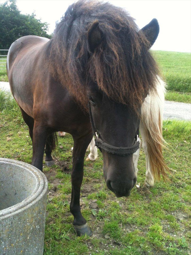 Islænder Vinur fra Langdal - Frækkert :) billede 5
