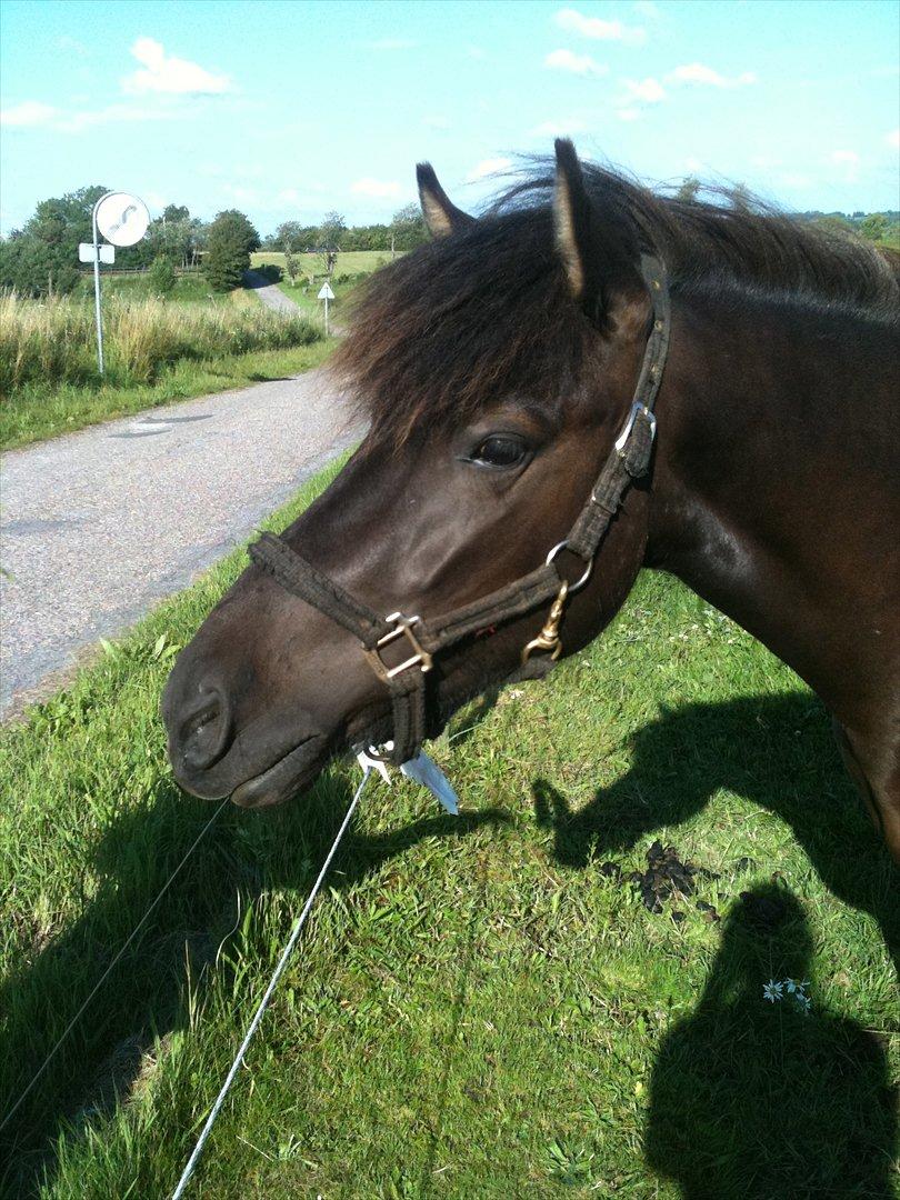 Islænder Vinur fra Langdal billede 7