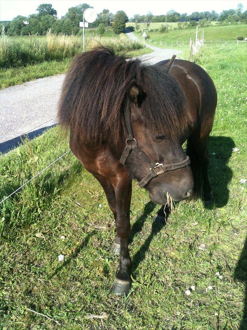Islænder Vinur fra Langdal billede 9