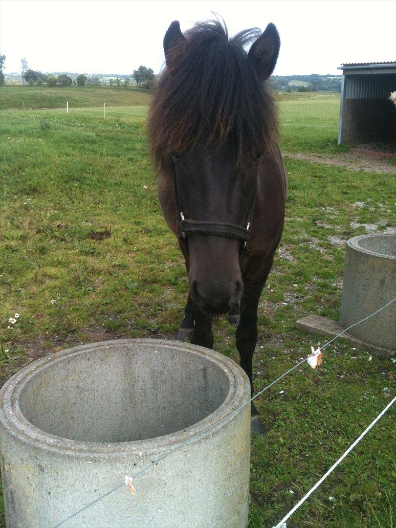 Islænder Vinur fra Langdal billede 10