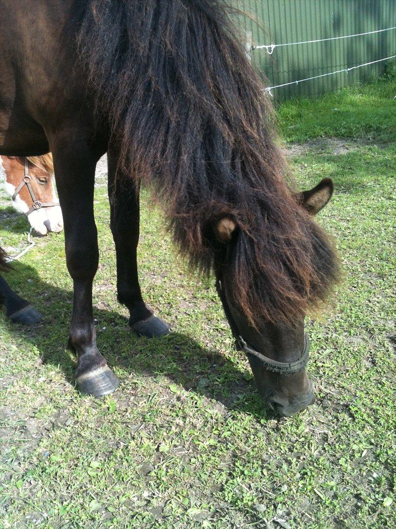 Islænder Vinur fra Langdal billede 11