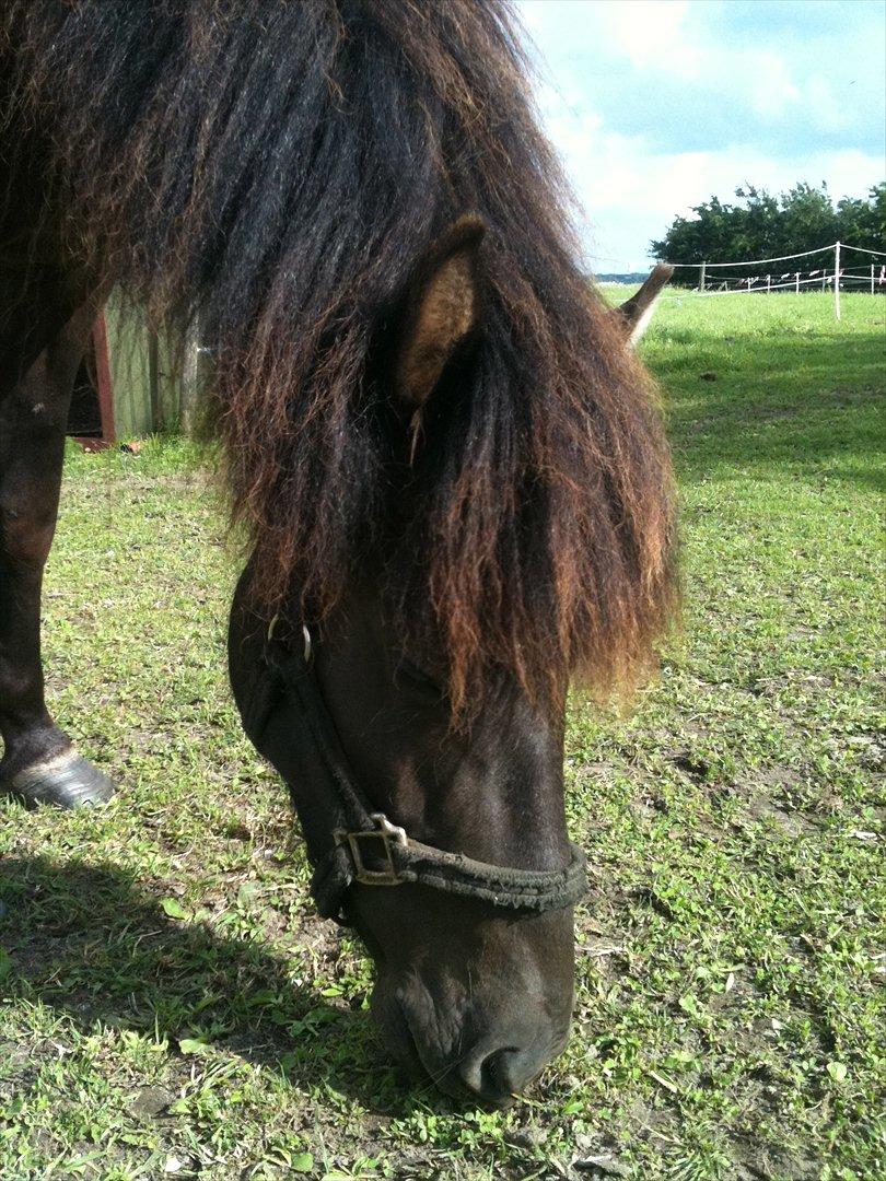 Islænder Vinur fra Langdal billede 12