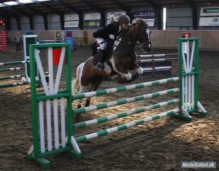 Anden særlig race Charlie *B-PONY* **R.I.P D. 13.03.2012** billede 1