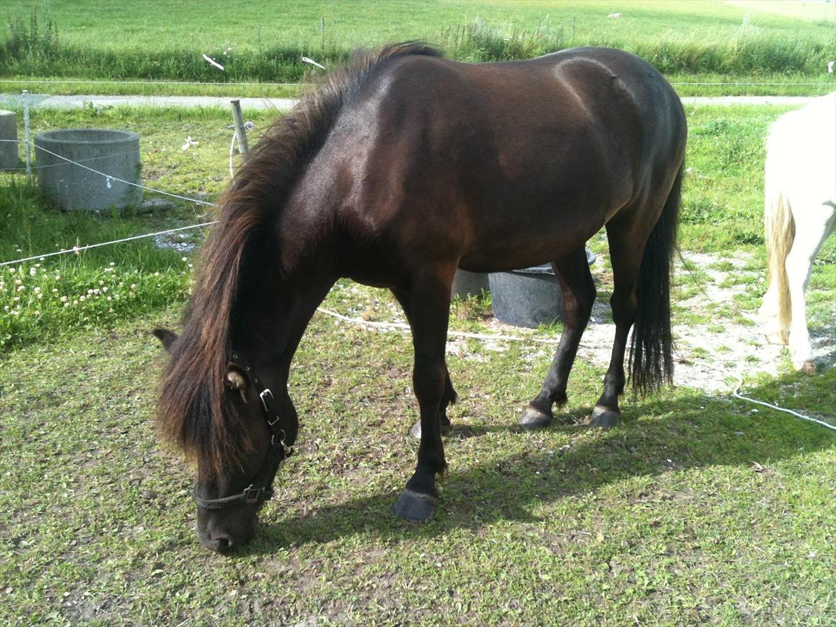 Islænder Vinur fra Langdal billede 13