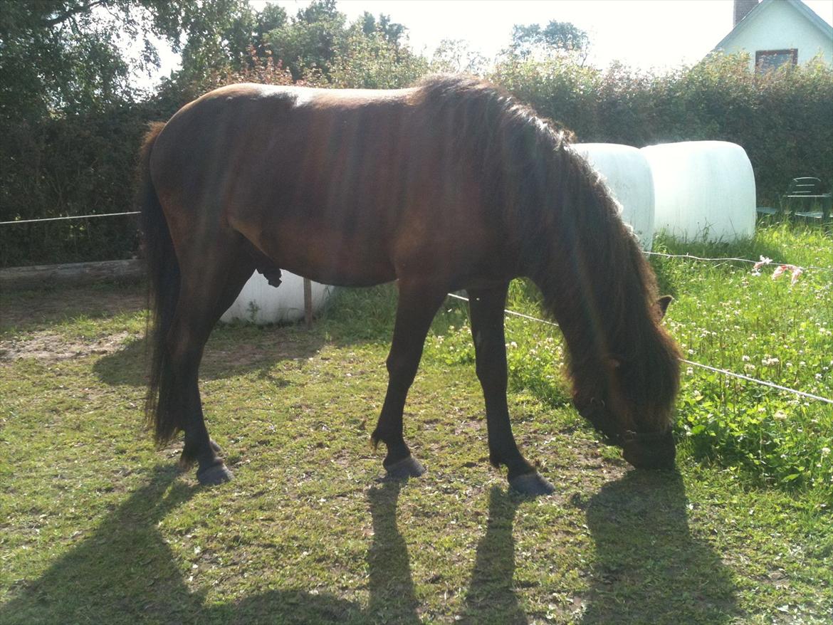 Islænder Vinur fra Langdal billede 14