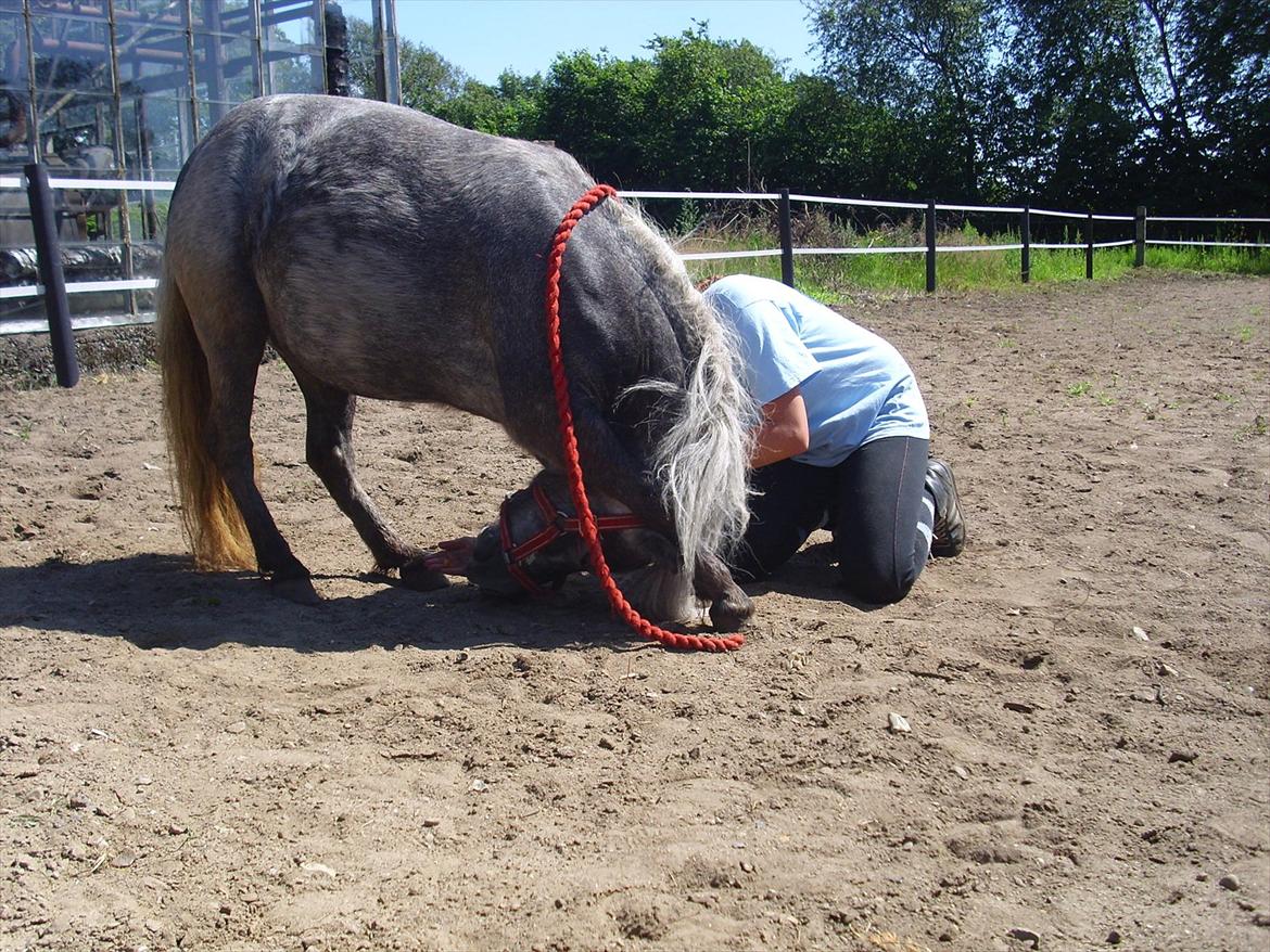 Shetlænder Bergeruds Jasmin - ved at lære at neje :D <3 billede 15