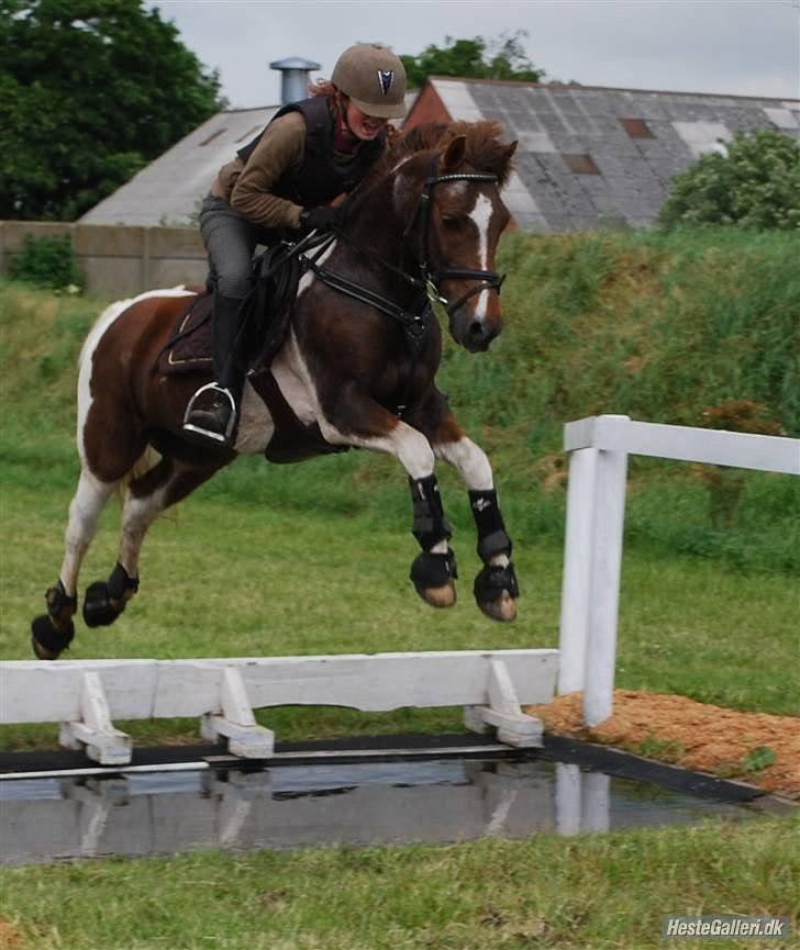 Anden særlig race Charlie *B-PONY* **R.I.P D. 13.03.2012** billede 3