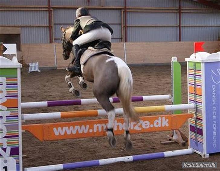 Anden særlig race Charlie *B-PONY* **R.I.P D. 13.03.2012** billede 4