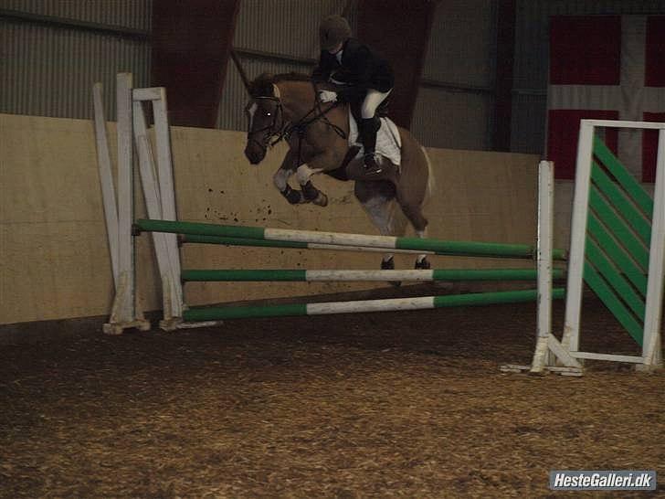 Anden særlig race Charlie *B-PONY* **R.I.P D. 13.03.2012** billede 5