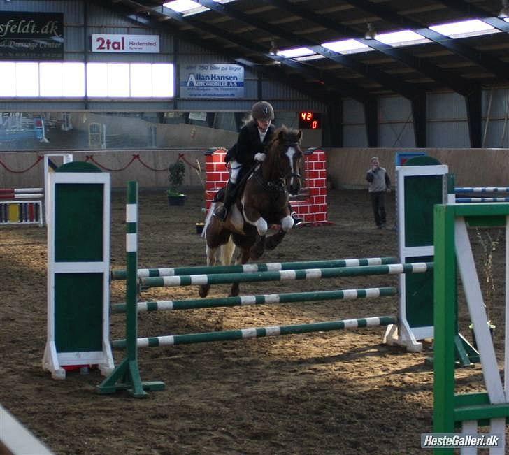 Anden særlig race Charlie *B-PONY* **R.I.P D. 13.03.2012** billede 7