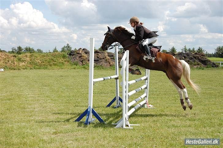 Anden særlig race Charlie *B-PONY* **R.I.P D. 13.03.2012** billede 8