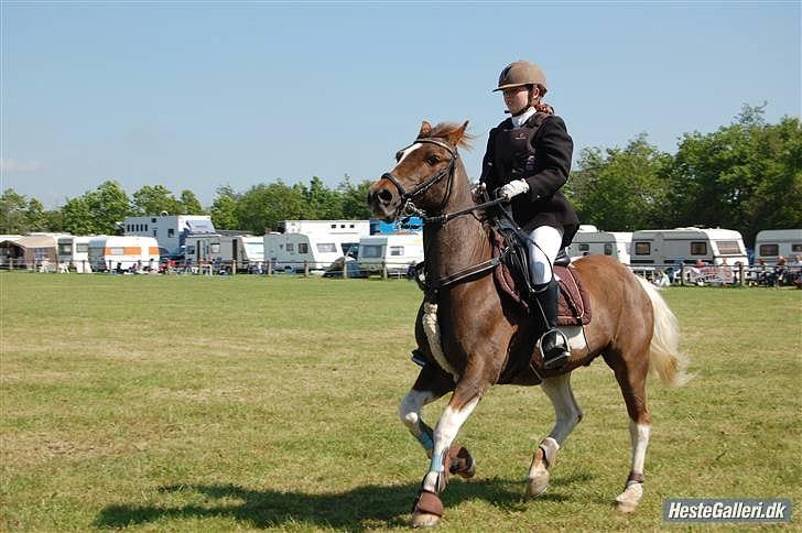 Anden særlig race Charlie *B-PONY* **R.I.P D. 13.03.2012** billede 11