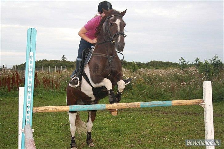 Anden særlig race Charlie *B-PONY* **R.I.P D. 13.03.2012** billede 14