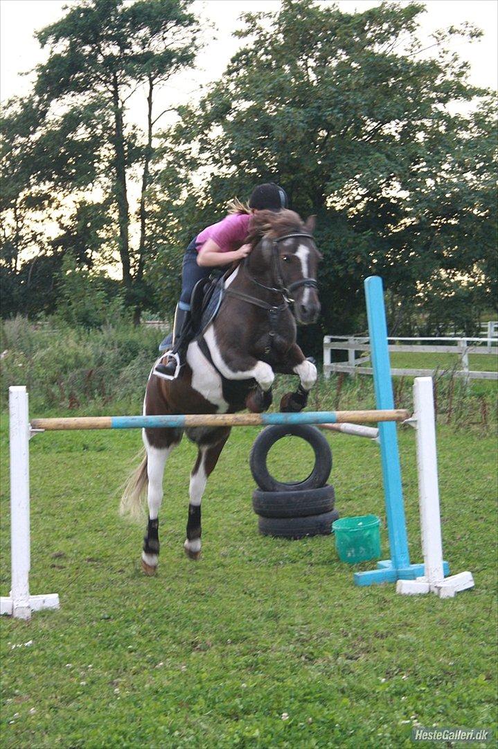 Anden særlig race Charlie *B-PONY* **R.I.P D. 13.03.2012** billede 16