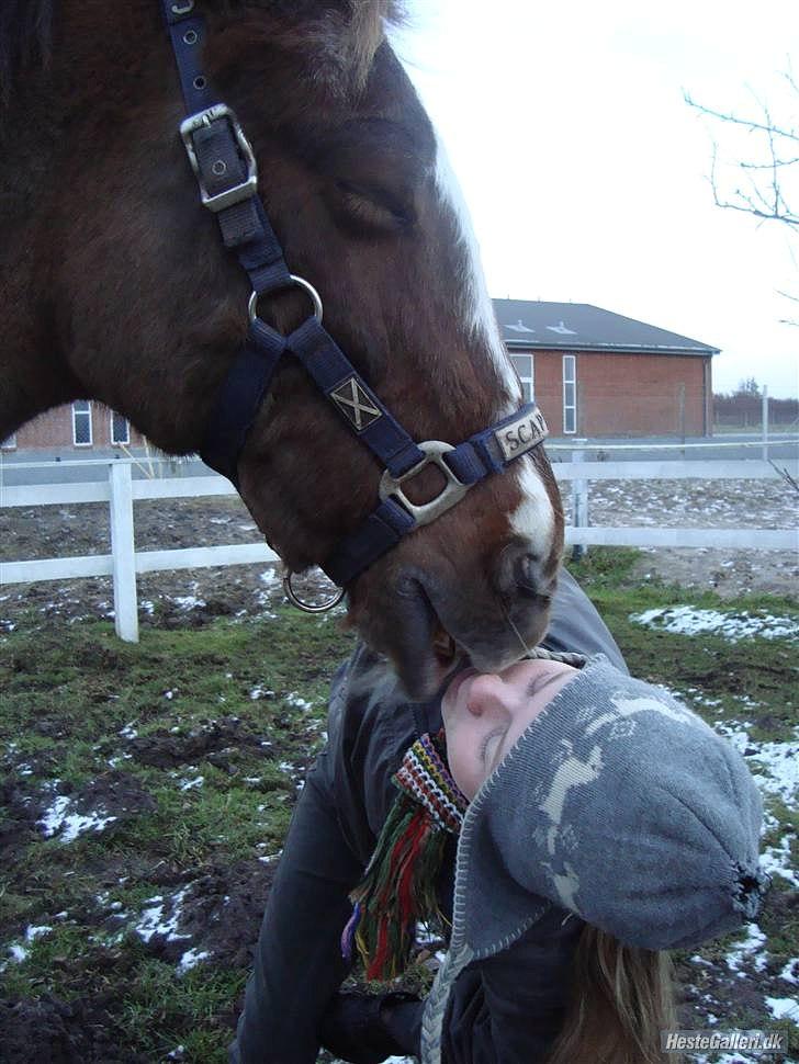 Anden særlig race Charlie *B-PONY* **R.I.P D. 13.03.2012** billede 17