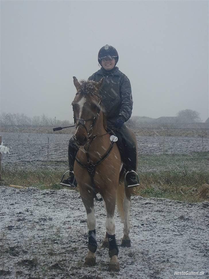 Anden særlig race Charlie *B-PONY* **R.I.P D. 13.03.2012** billede 18