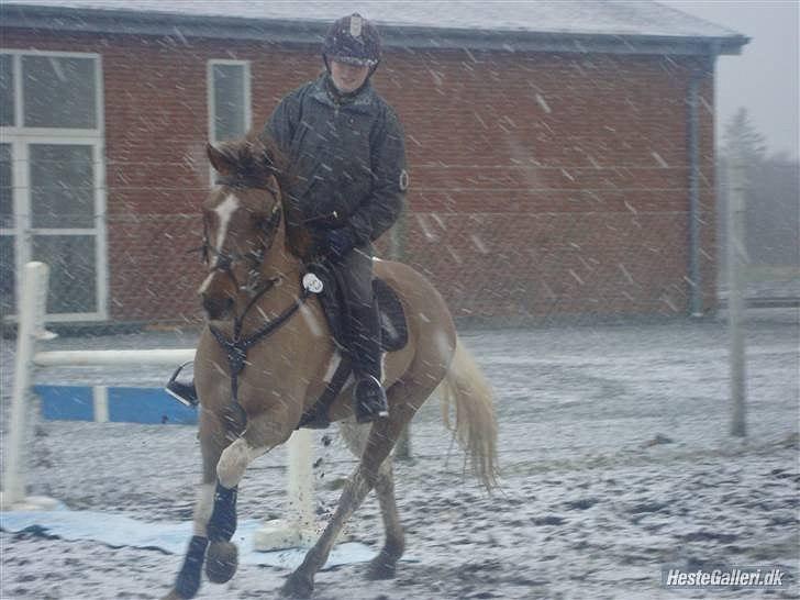 Anden særlig race Charlie *B-PONY* **R.I.P D. 13.03.2012** billede 19