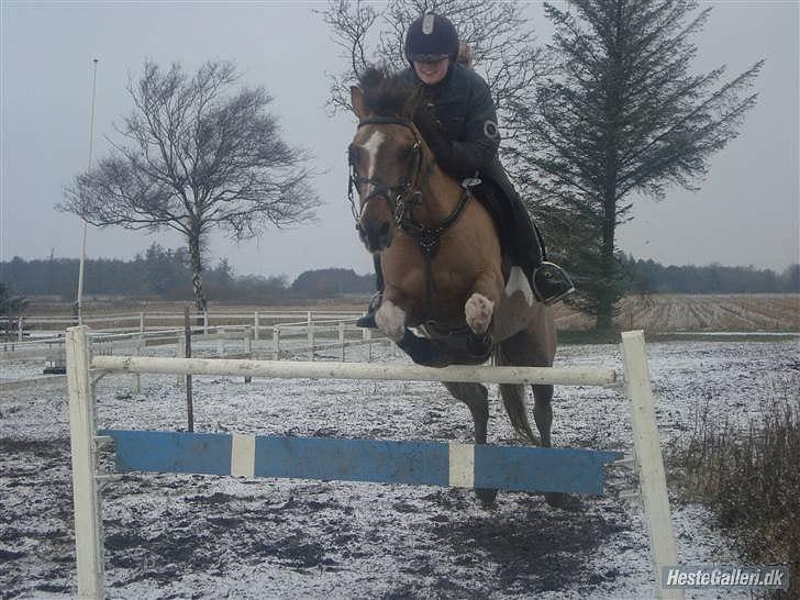 Anden særlig race Charlie *B-PONY* **R.I.P D. 13.03.2012** billede 20