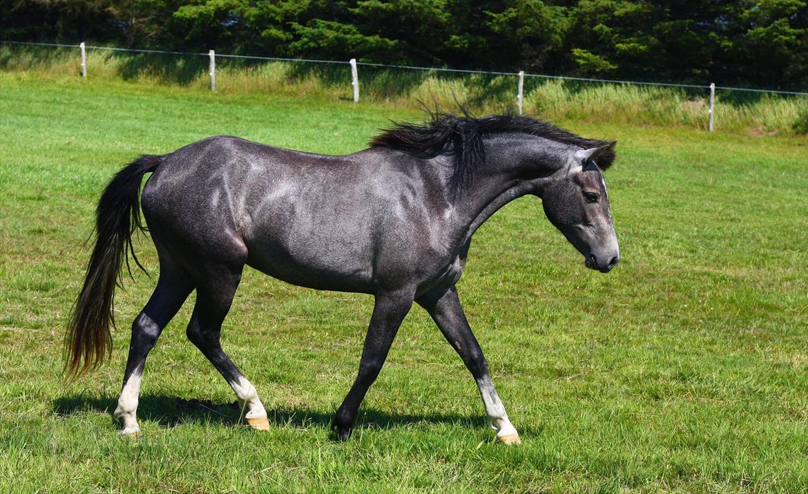 New Forest Egeballes Suzuki. billede 9